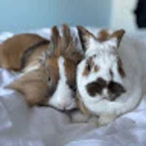 Meet your Posher, Meg